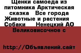 Щенки самоеда из питомника Арктическая сказка - Все города Животные и растения » Собаки   . Ненецкий АО,Великовисочное с.